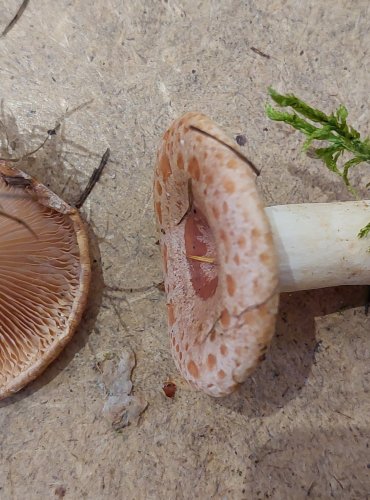 
RYZEC ZLATOMLÉČNÝ (Lactarius chrysorrheus) FOTO: Marta Knauerová, 25.–26. 10. 2025

