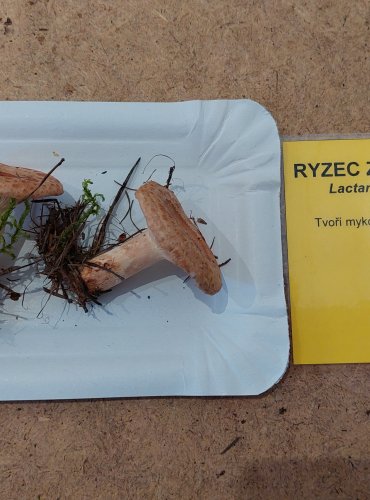 
RYZEC ZLATOMLÉČNÝ (Lactarius chrysorrheus) FOTO: Marta Knauerová, 25.–26. 10. 2025
