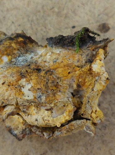 SÍROVEC ŽLUTOORANŽOVÝ (Laetiporus sulphureus) FOTO: Marta Knauerová, 25.–26. 10. 2025