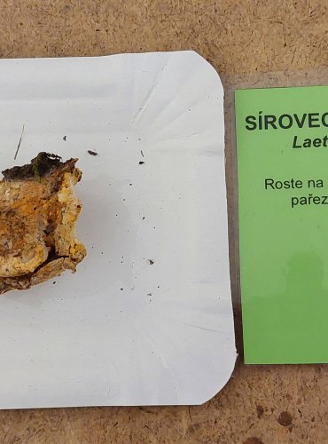 SÍROVEC ŽLUTOORANŽOVÝ (Laetiporus sulphureus) FOTO: Marta Knauerová, 25.–26. 10. 2025