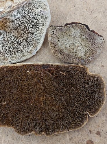 SÍŤKOVEC NAČERVENALÝ (Daedaleopsis confragosa) FOTO: Marta Knauerová, 25.–26. 10. 2025