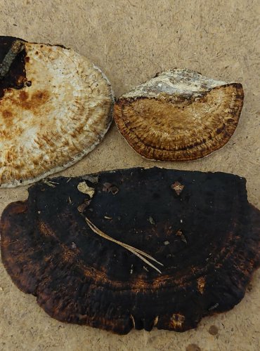 SÍŤKOVEC NAČERVENALÝ (Daedaleopsis confragosa) FOTO: Marta Knauerová, 25.–26. 10. 2025