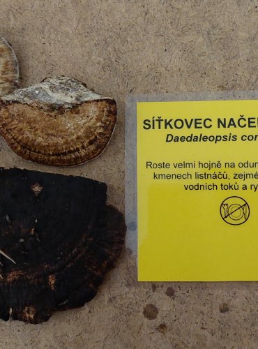 SÍŤKOVEC NAČERVENALÝ (Daedaleopsis confragosa) FOTO: Marta Knauerová, 25.–26. 10. 2025