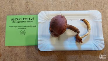 SLIZÁK LEPKAVÝ (Chroogomphus rutilus) + Šupinovka (menší plodnice vpravo) FOTO: Marta Knauerová, 25.–26. 10. 2025