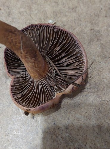 SLIZÁK LEPKAVÝ (Chroogomphus rutilus) FOTO: Marta Knauerová, 25.–26. 10. 2025