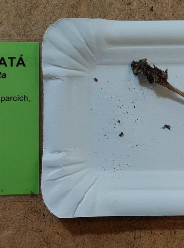 SLIZEČKA OCASATÁ neboli penízovka kořenující (Oudemansiella radicata) FOTO: Marta Knauerová, 25.–26. 10. 2025

