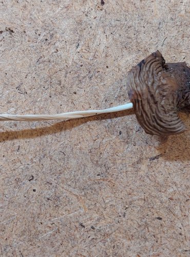 SLIZEČKA OCASATÁ neboli penízovka kořenující (Oudemansiella radicata) FOTO: Marta Knauerová, 25.–26. 10. 2025

