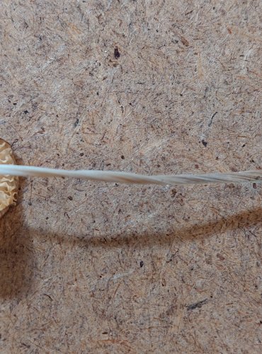 SLIZEČKA OCASATÁ neboli penízovka kořenující (Oudemansiella radicata) FOTO: Marta Knauerová, 25.–26. 10. 2025

