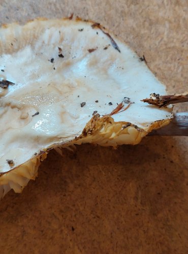 
SLIZEČKA PORCELÁNOVÁ (Oudemansiella mucida) FOTO: Marta Knauerová, 25.–26. 10. 2025
