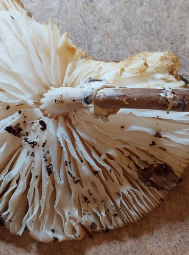 
SLIZEČKA PORCELÁNOVÁ (Oudemansiella mucida) FOTO: Marta Knauerová, 25.–26. 10. 2025
