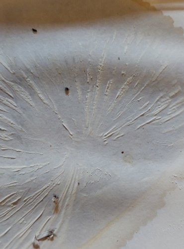 
SLIZEČKA PORCELÁNOVÁ (Oudemansiella mucida) FOTO: Marta Knauerová, 25.–26. 10. 2025
