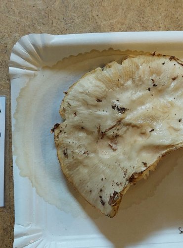 
SLIZEČKA PORCELÁNOVÁ (Oudemansiella mucida) FOTO: Marta Knauerová, 25.–26. 10. 2025
