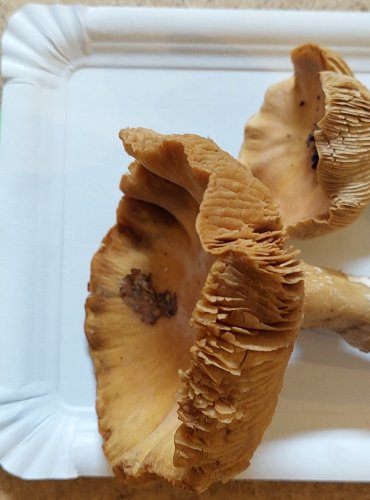 SLUKA SVRASKALÁ (Cortinarius caperatus) FOTO: Marta Knauerová, 25.–26. 10. 2025