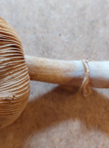 SLUKA SVRASKALÁ (Cortinarius caperatus) FOTO: Marta Knauerová, 25.–26. 10. 2025