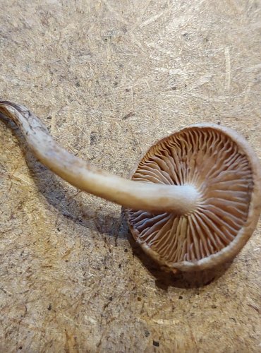 SLZIVKA OPÁSANÁ (Hebeloma mesophaeum) FOTO: Marta Knauerová, 25.–26. 10. 2025