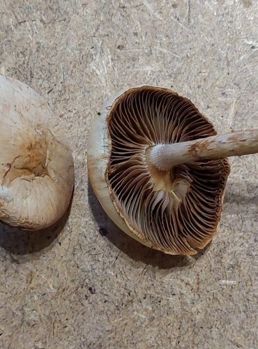 SLZIVKA OPÁSANÁ (Hebeloma mesophaeum) FOTO: Marta Knauerová, 25.–26. 10. 2025