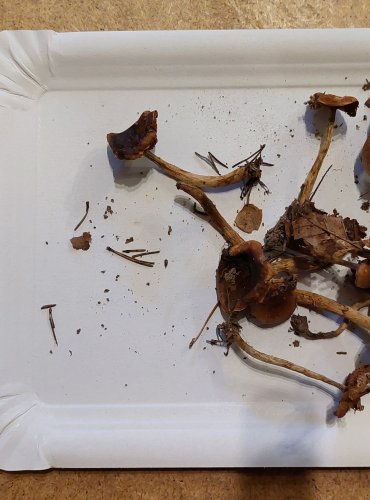 SLZIVKA OPÁSANÁ (Hebeloma mesophaeum) FOTO: Marta Knauerová, 25.–26. 10. 2025