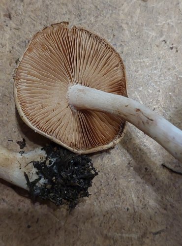 SLZIVKA OPRAHLÁ (Hebeloma crustuliniforme) FOTO: Marta Knauerová, 25.–26. 10. 2025