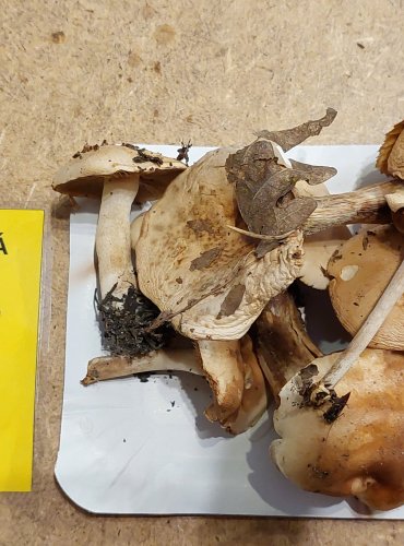 SLZIVKA OPRAHLÁ (Hebeloma crustuliniforme) FOTO: Marta Knauerová, 25.–26. 10. 2025