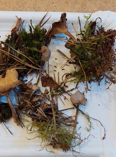 STRMĚLKA AROMATICKÁ (Clitocybe ditopus) FOTO: Marta Knauerová, 25.–26. 10. 2025