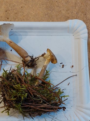 STRMĚLKA KYJONOHÁ (Clitocybe clavipes) FOTO: Marta Knauerová, 25.–26. 10. 2025