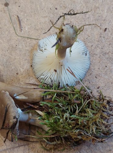 STRMĚLKA KYJONOHÁ (Clitocybe clavipes) FOTO: Marta Knauerová, 25.–26. 10. 2025