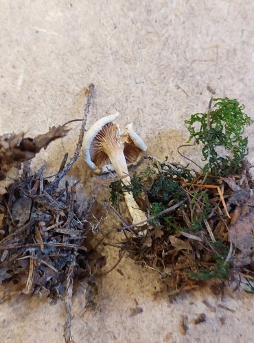 STRMĚLKA LISTOMILNÁ (Clitocybe phyllophila) FOTO: Marta Knauerová, 25.–26. 10. 2025