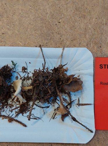 STRMĚLKA LISTOMILNÁ (Clitocybe phyllophila) FOTO: Marta Knauerová, 25.–26. 10. 2025