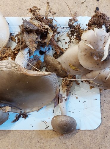 STRMĚLKA MLŽENKA (Clitocybe nebularis) FOTO: Marta Knauerová, 25.–26. 10. 2025