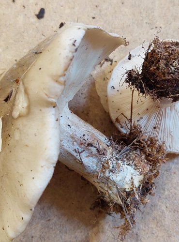 STRMĚLKA MLŽENKA (Clitocybe nebularis) FOTO: Marta Knauerová, 25.–26. 10. 2025