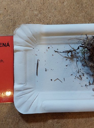 STRMĚLKA ODBARVENÁ (Clitocybe dealbata) FOTO: Marta Knauerová, 25.–26. 10. 2025