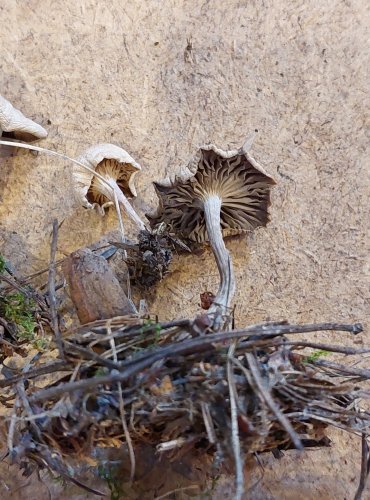 STRMĚLKA ODBARVENÁ (Clitocybe dealbata) FOTO: Marta Knauerová, 25.–26. 10. 2025