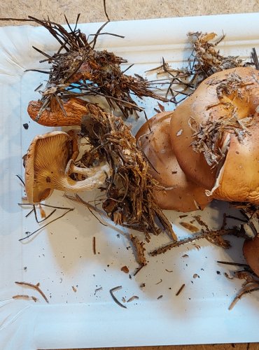 STRMĚLKA PŘEHRNUTÁ (Clitocybe flaccida) FOTO: Marta Knauerová, 25.–26. 10. 2025