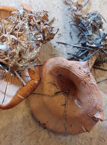 STRMĚLKA PŘEHRNUTÁ (Clitocybe flaccida) FOTO: Marta Knauerová, 25.–26. 10. 2025