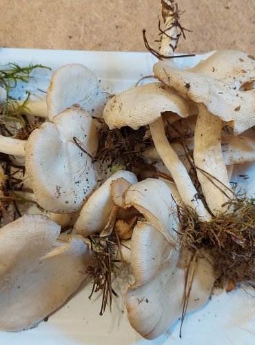 STRMĚLKA SROSTLÁ neboli LÍHA SROSTLÁ (Leucocybe connata) FOTO: Marta Knauerová, 25.–26. 10. 2025