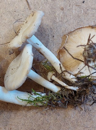 STRMĚLKA SROSTLÁ neboli LÍHA SROSTLÁ (Leucocybe connata) FOTO: Marta Knauerová, 25.–26. 10. 2025