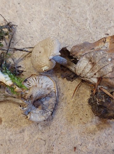 STRMĚLKA STŘEDOBARVÁ (Clitocybe metachroa) FOTO: Marta Knauerová, 25.–26. 10. 2025

