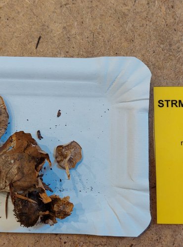STRMĚLKA STŘEDOBARVÁ (Clitocybe metachroa) FOTO: Marta Knauerová, 25.–26. 10. 2025

