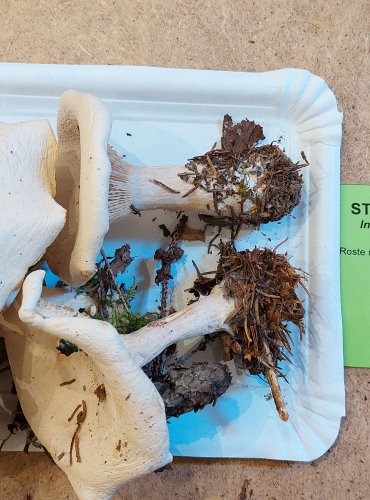 STRMĚLKA VELIKÁ (Clitocybe geotropa) FOTO: Marta Knauerová, 25.–26. 10. 2025