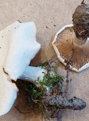 STRMĚLKA VELIKÁ (Clitocybe geotropa) FOTO: Marta Knauerová, 25.–26. 10. 2025