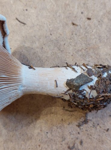 STRMĚLKA VELIKÁ (Clitocybe geotropa) FOTO: Marta Knauerová, 25.–26. 10. 2025