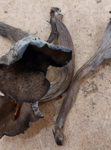STROČEK TRUBKOVITÝ (Craterellus cornucopioides) FOTO: Marta Knauerová, 25.–26. 
10. 2025

