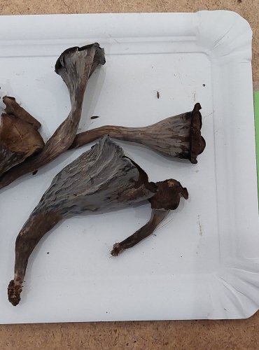 STROČEK TRUBKOVITÝ (Craterellus cornucopioides) FOTO: Marta Knauerová, 25.–26. 
10. 2025

