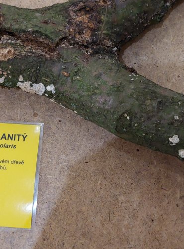 STRUHÁK BLANITÝ (Radulomyces molaris) FOTO: Marta Knauerová, 25.–26. 10. 2025