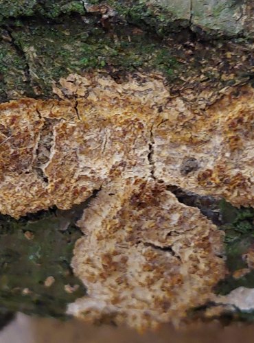 STRUHÁK BLANITÝ (Radulomyces molaris) FOTO: Marta Knauerová, 25.–26. 10. 2025