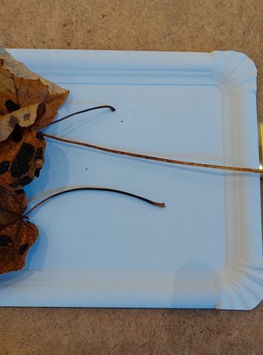 SVRAŠTĚLKA JAVOROVÁ (Rhytisma acerinum) FOTO: Marta Knauerová, 25.–26. 10. 2025