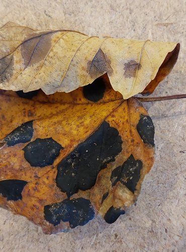 SVRAŠTĚLKA JAVOROVÁ (Rhytisma acerinum) FOTO: Marta Knauerová, 25.–26. 10. 2025