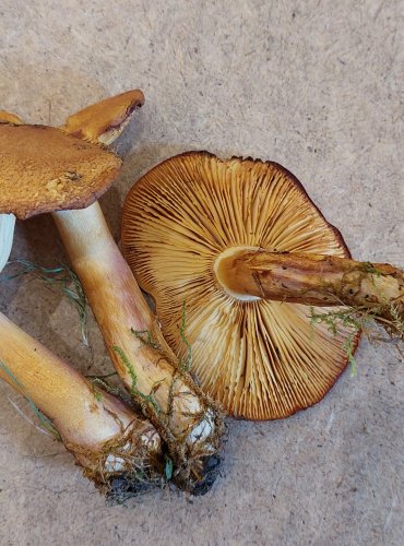 ŠAFRÁNKA ČERVENOŽLUTÁ (Tricholomopsis rutilans) FOTO: Marta Knauerová, 25.–26. 10. 2025