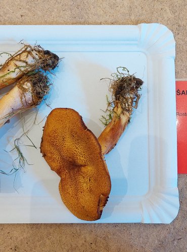 ŠAFRÁNKA ČERVENOŽLUTÁ (Tricholomopsis rutilans) FOTO: Marta Knauerová, 25.–26. 10. 2025