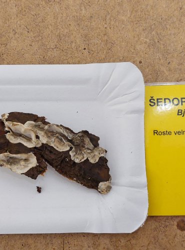 ŠEDOPÓRKA OSMAHLÁ (Bjerkandera adusta) FOTO: Marta Knauerová, 25.–26. 10. 2025